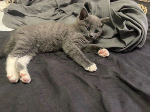  BKH Kitten Mädchen grau weiss 