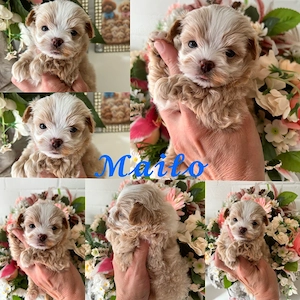Zuckersüße, kleinbleibende Maltipoo-Welpen