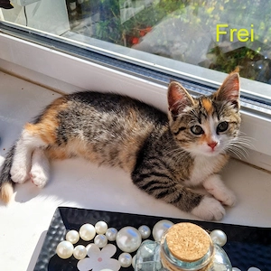 KITTEN, KATZENBABYS, Glückskatze, Kätzchen von sibirische Neva Masquarade