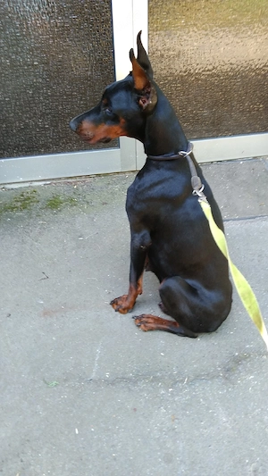 Dobermann Hündin 