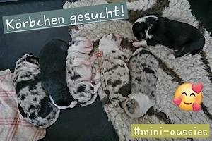Mini American Shepherds