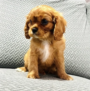 Cavalier King Charles Spaniel Welpen suchen liebevolles Zuhause