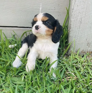 wunderschöne und bezaubernde  Cavalier King CHarles Spaniel Wepen