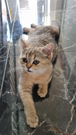 Britisch kurzhaar  Reinrassige kitten suchen neues Zuhause. 