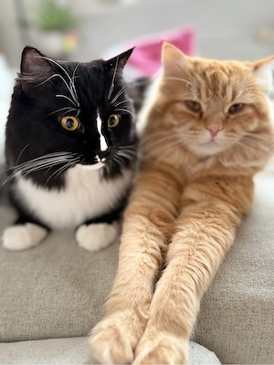 Zwei wundervolle Kater suchen gemeinsam ihr Für-Immer-Zuhause