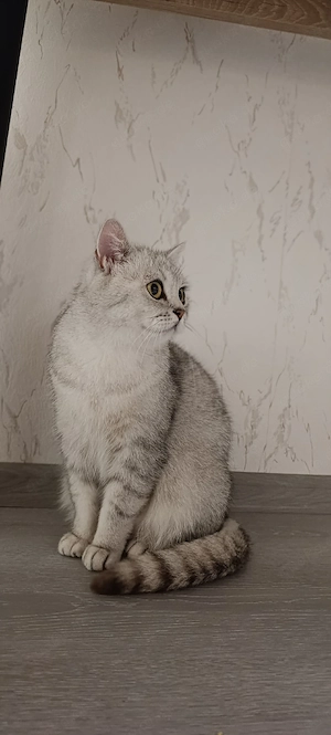 Katze BKH mit Zubehör 