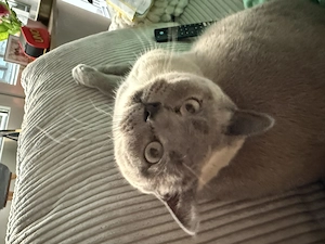 2x Britisch Kurzhaar Kater