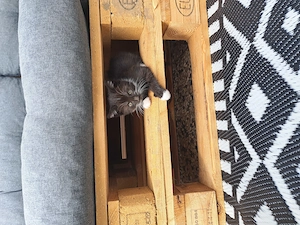 3 Katzenbabys abzugeben