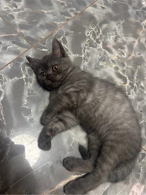 BKH Kitten dürfen ausziehen 