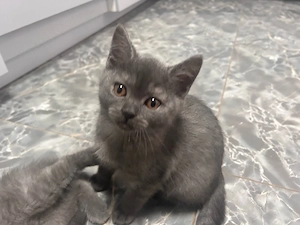 Bkh Blue Smoke Kitten Blue Kitten 