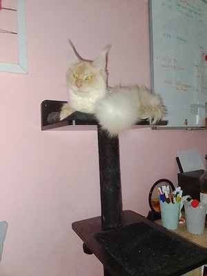 odin sucht ein schönes neues Zuhause 