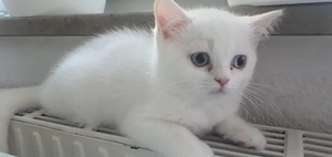 BKH BLH Babykatze
