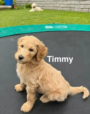 Goldendoodle F1b Welpen F1bb apricot, fawn hell dunkel