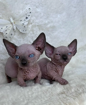    Lernen Sie unsere bezaubernden Sphynx-Kätzchen kennen!   
