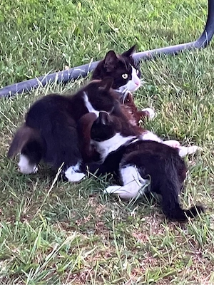 junge Katzen