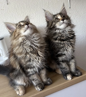 XL Maine Coone kittensbaby