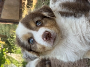 Reinrassiger Australian Shepherd Welpe Red Merle Weibchen