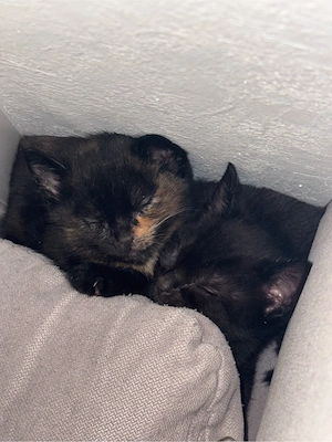 stubenreine Kitten