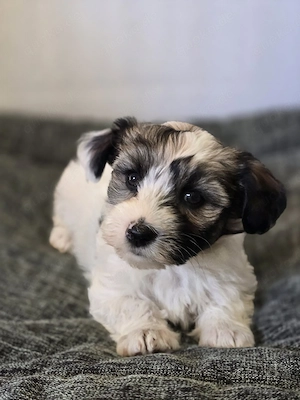 Süße Havapoo Maltipoo Welpen abzugeben 