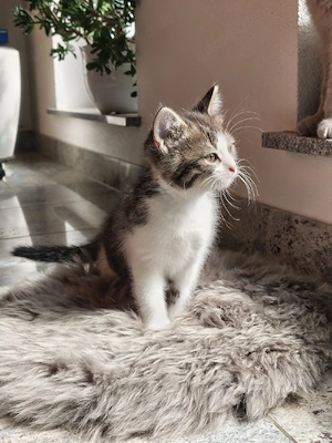 bkh mix Kätzchen kitten 