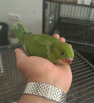 Halsbandsittiche Baby Zahm 