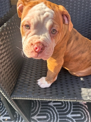 Old English Bulldog Hündin 
