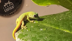 Phelsuma Grandis 