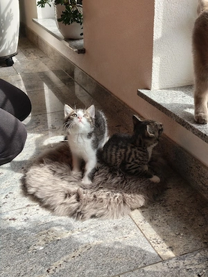 britisch kurzhaar kitten katzenbabys Kätzchen 