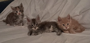 Zuckersüße Maine Coon Kitten auf Familiensuche 