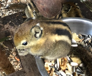 Junge Baum Streifenhörnchen 