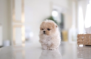 F1 Maltipoo-Welpen für gute Familien 