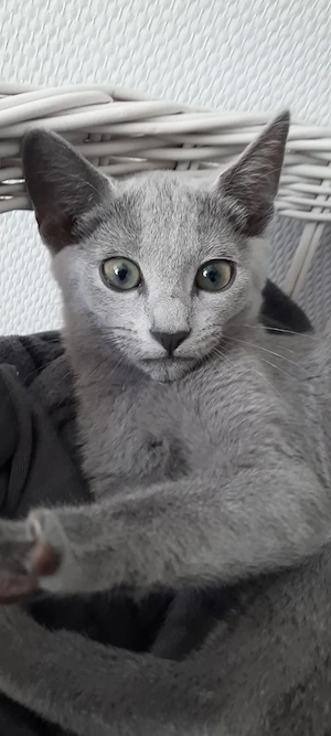 Russisch Blau Mädchen Kitten katze