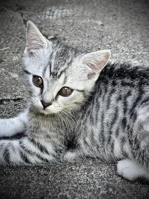 Whiskas Katze Silber Tabby Main Coon Mix Handaufzucht weibl. 