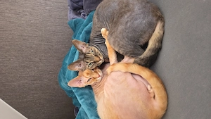 Katzen Sphynx-Katzen 