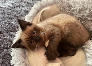 Süßes Britisch Langhaar Katzenbaby 3 Monate alt