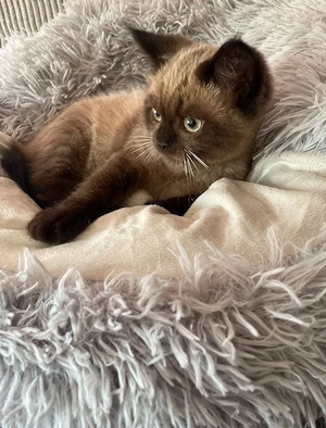 Süßes Britisch Langhaar Katzenbaby 3 Monate alt