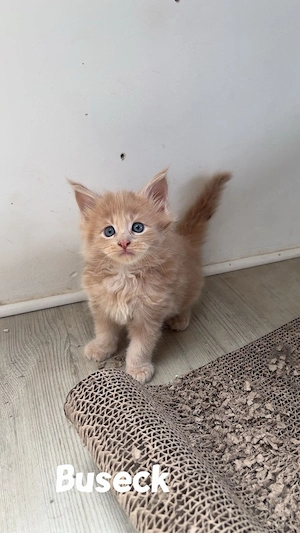 Reinrassige Maine Coon Kitten (XXL)
