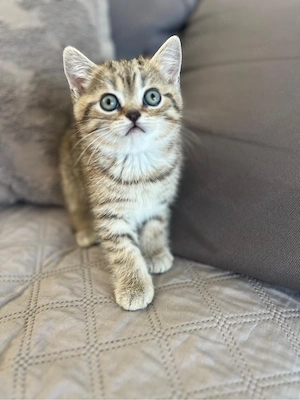 Reinrassige BKH Kitten mit Stammbaum,Britisch Kurzhaar Kätzchen