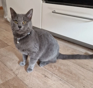 Russisch Blau BKH Mix 9 Monate alte Katze zu vermitteln 