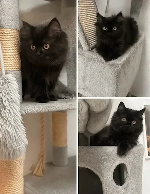 Britisch Langhaar Mix Mädchen 3 Monate altes Katzenbaby