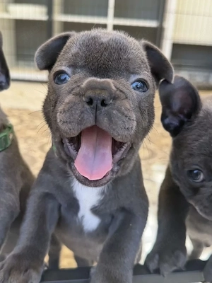 Französische Bulldoggen Welpen mit Ahnentafel