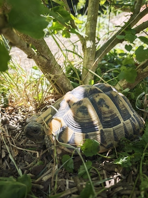 3 wunderschönen Schildkröten suchen ein neues Zuhause 