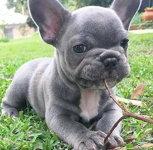 Französiche Bulldoggen Welpe Gesucht
