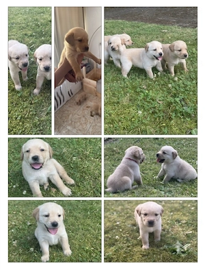 Golden Labrador Retriever 