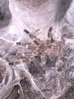 Vogelspinne Taxinus bambus 1.0