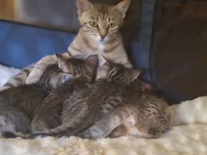 süsse Babykatzen suchen ein Zuhause