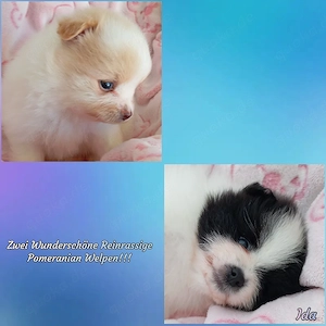 Zwei Wunderschöne Reinrassige Pomeranian Welpen 