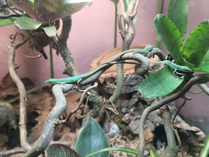 Takydromus smaragdinus (Langschwanzeidechse)