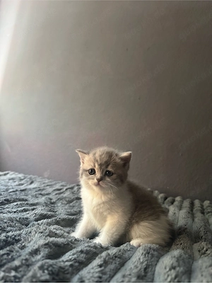 Britisch Kurzhaar Kitten abzugeben