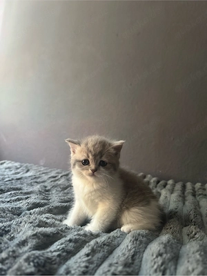 Britisch Kurzhaar Kitten abzugeben  